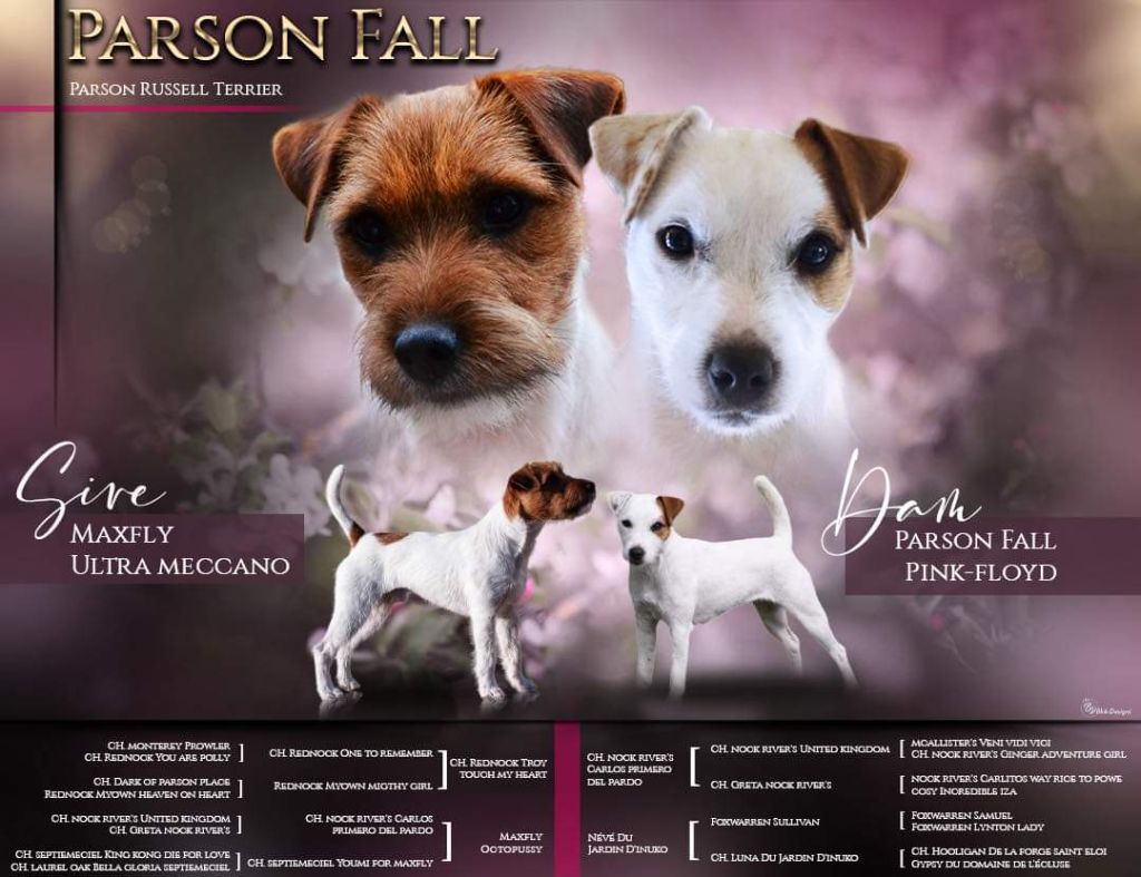 chiot Parson Russell Terrier Parson Fall