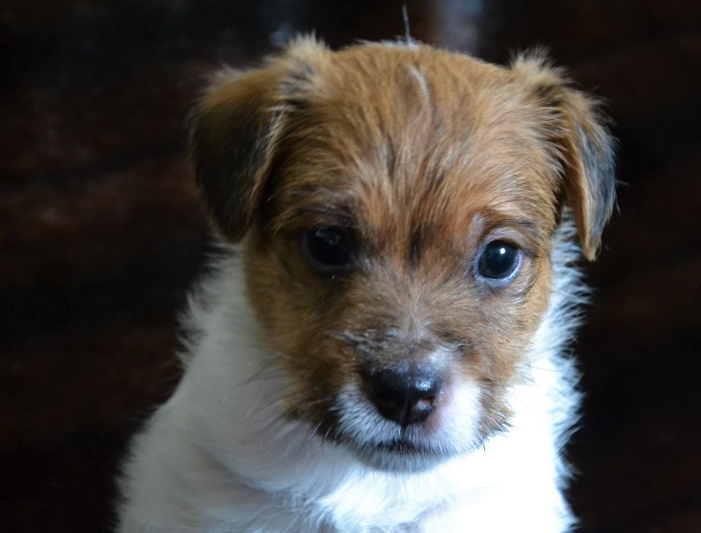 Parson Fall - Chiot disponible  - Parson Russell Terrier